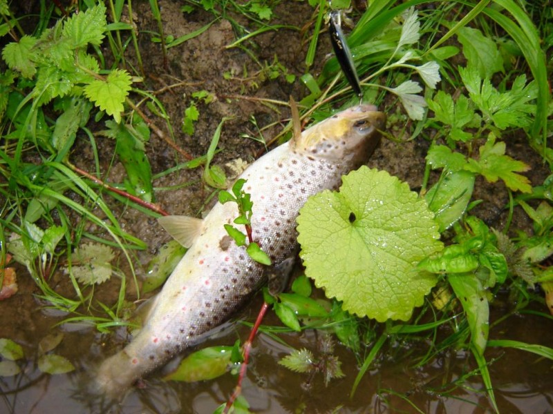 DSC05438.JPG