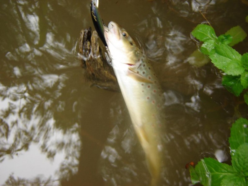 DSC05447.JPG