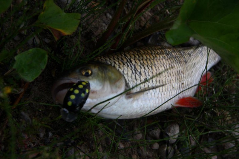 IMG1.JPG