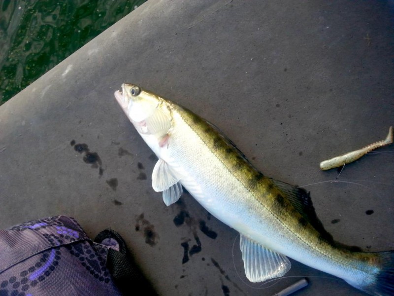 20140808_075825.jpg