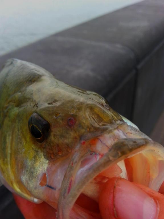 20140808_133311.jpg