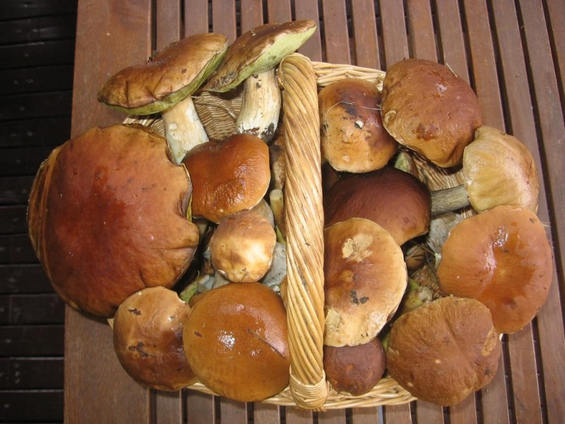 grybai 2014-08-31.jpg