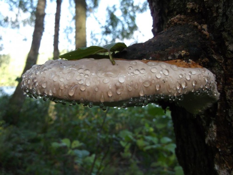 DSCF2723.jpg