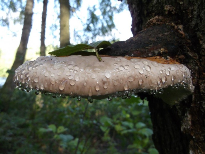 DSCF2724.jpg