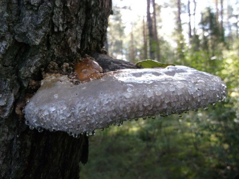 DSCF2725.jpg