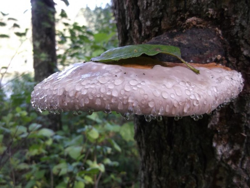 DSCF2727.jpg