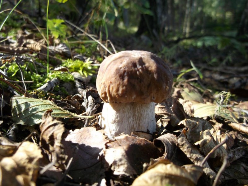 DSCF2732.jpg