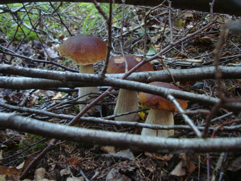 grybai 060.jpg
