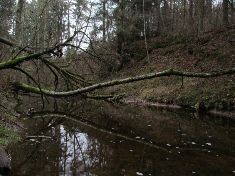 Natural mirror.JPG