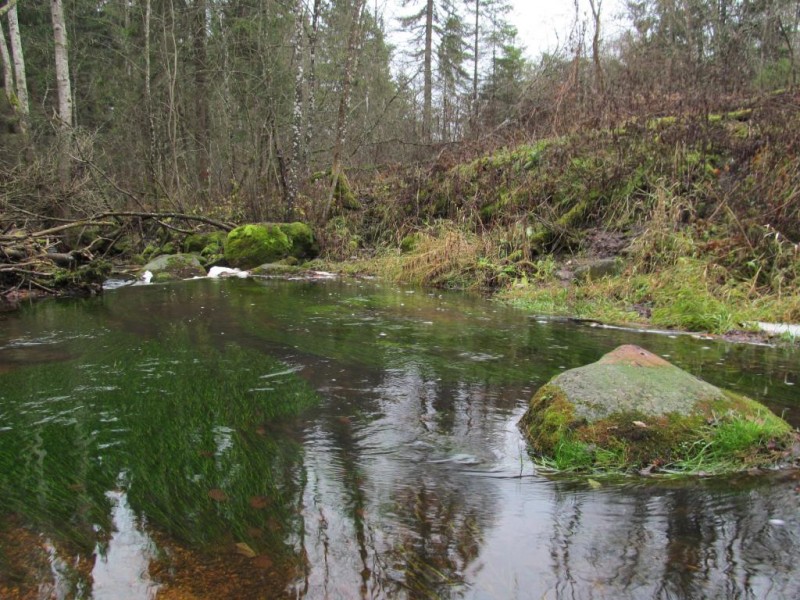 Clear water.JPG