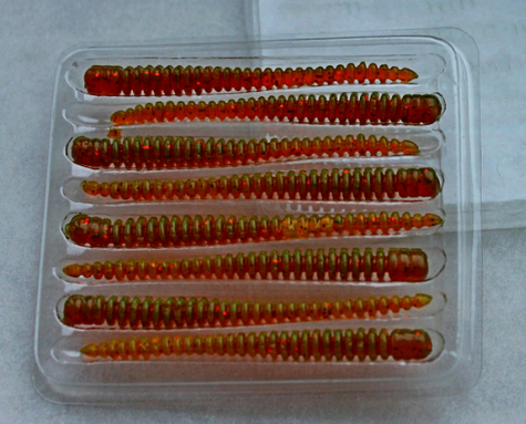 crazy fish cruel leech.jpg
