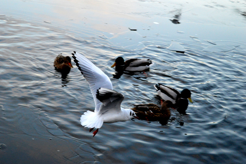DSC_0068.JPG
