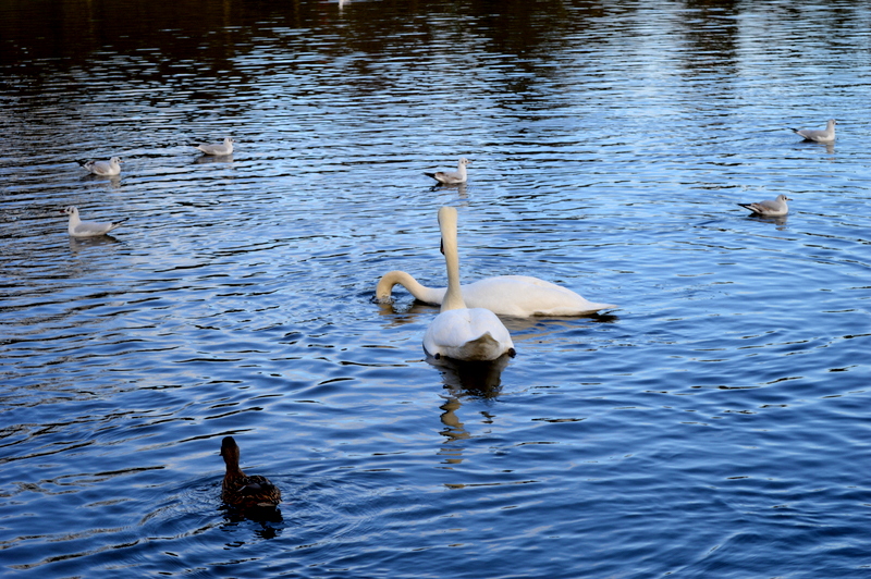 DSC_0793.JPG