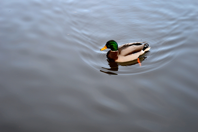 DSC_0779.JPG