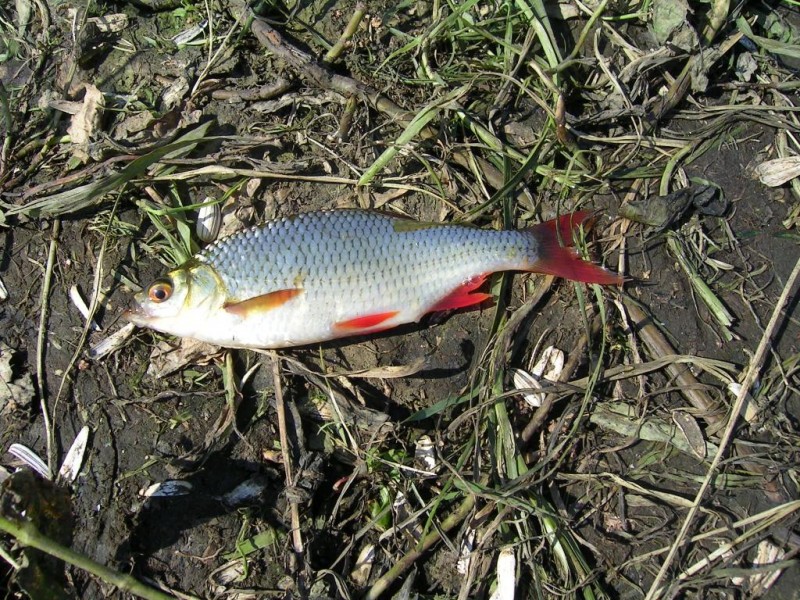 PICT0240.JPG