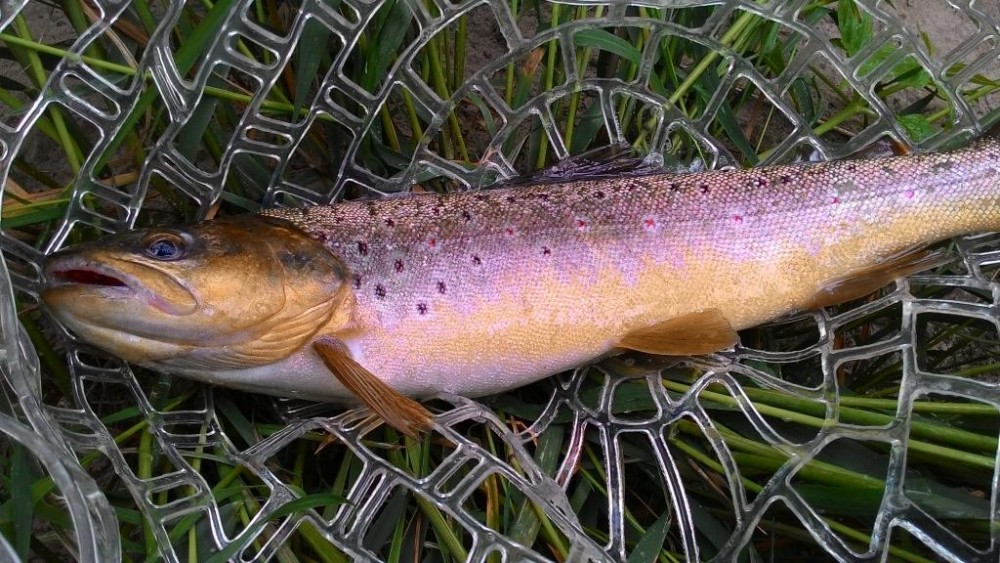 P_20150530_084603.jpg