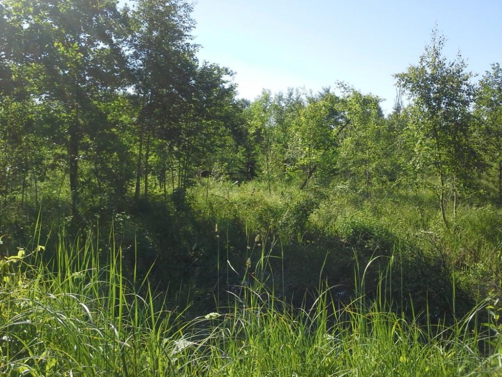 20150616_085229.jpg