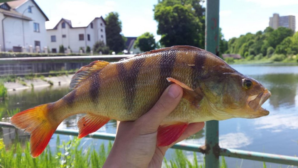 20150616_141430.jpg