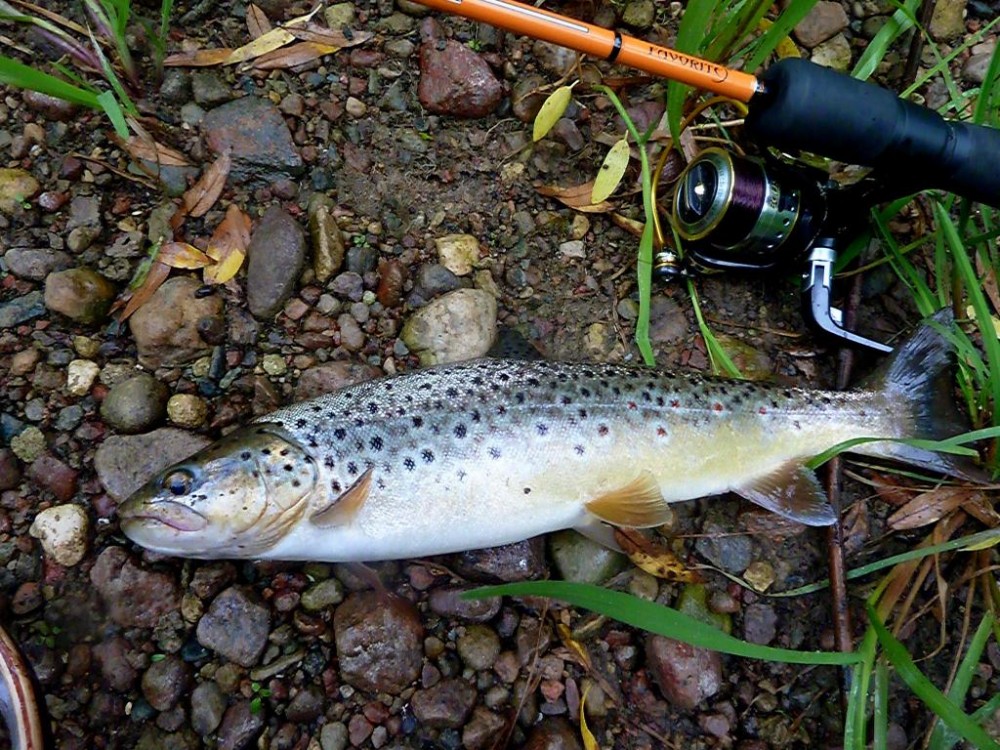 P1080482-001.JPG