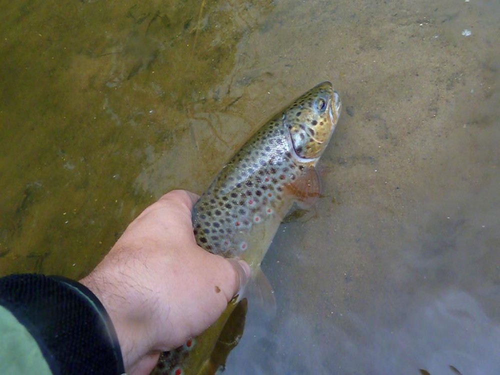 P1080538-001.JPG