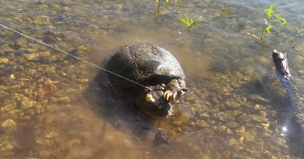 IMAG0246.jpg