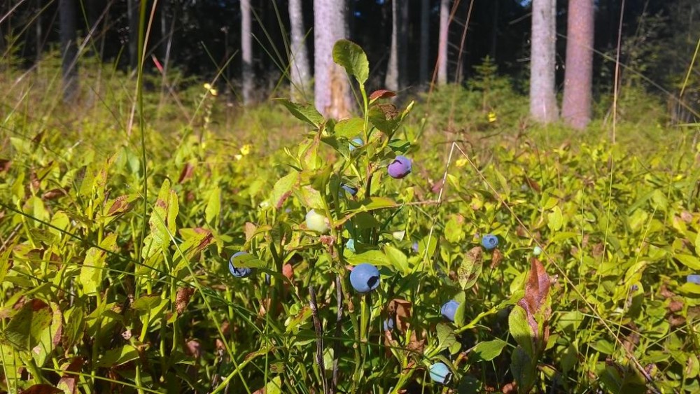 P_20150718_090236.jpg