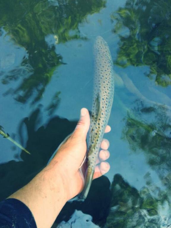 2015-08-14_12.30.39.jpg