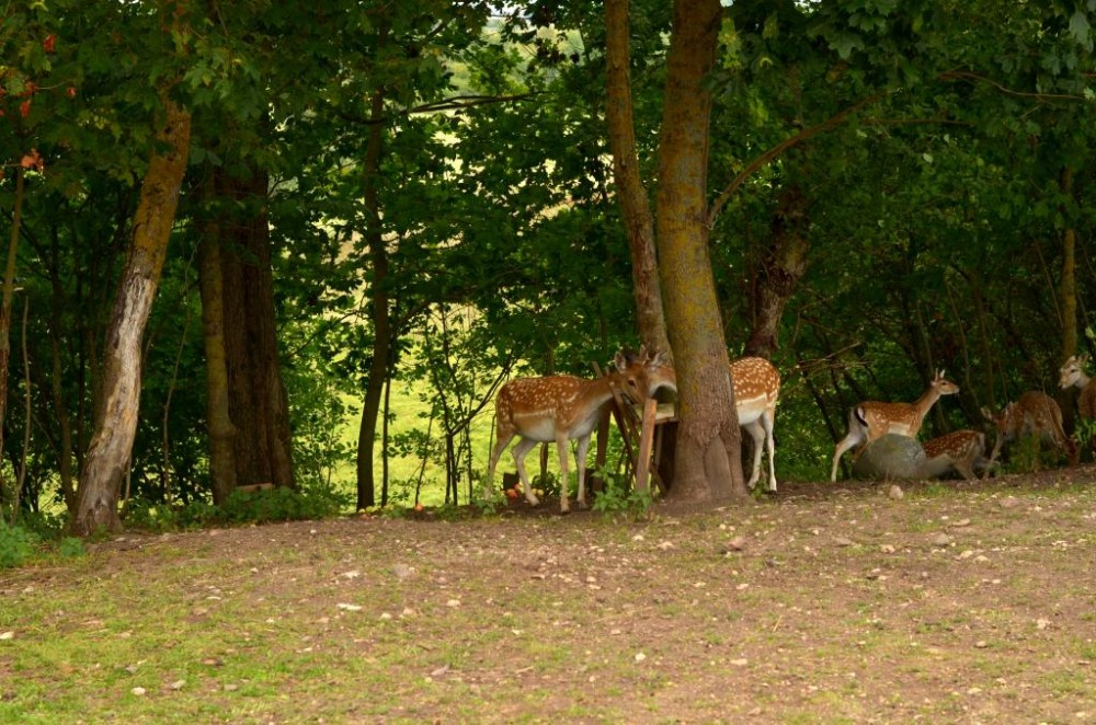 DSC_2741.JPG