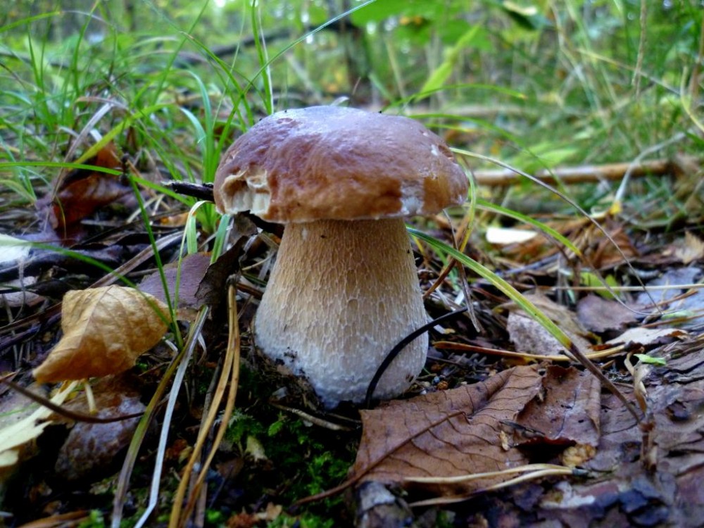 P1050708-001.JPG