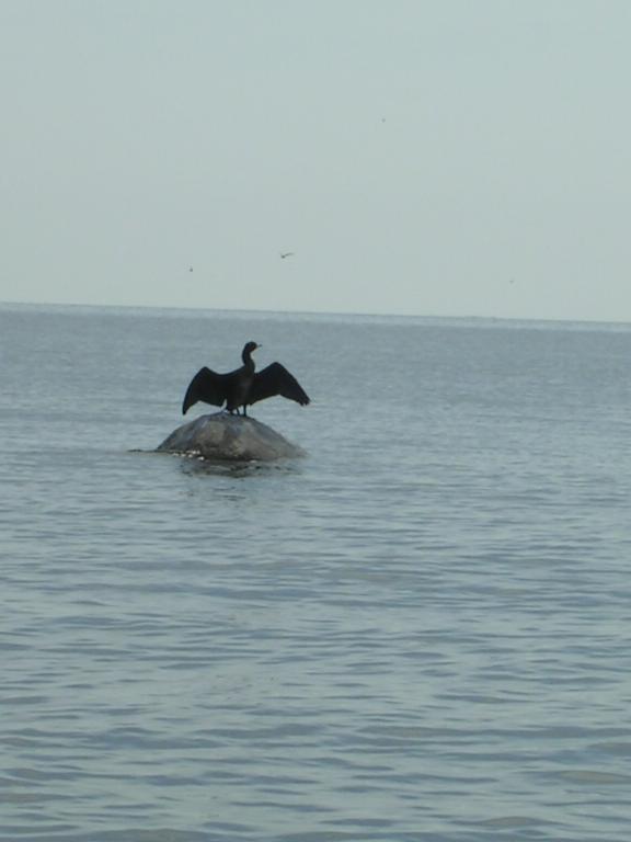 PICT0408.JPG