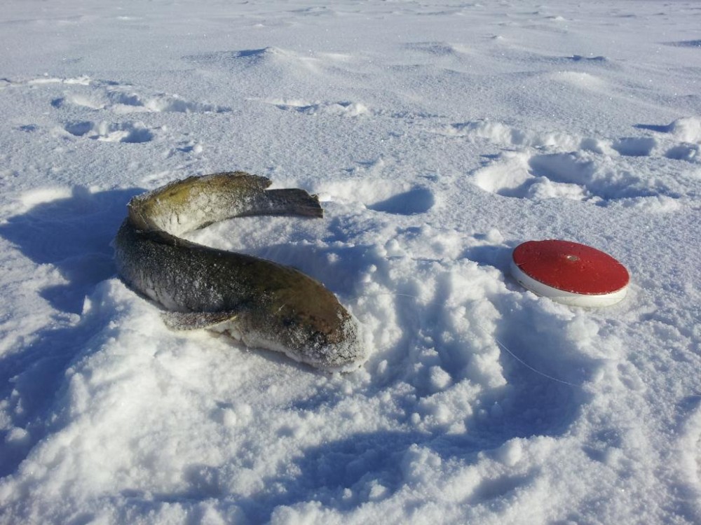 20160123_123743.jpg
