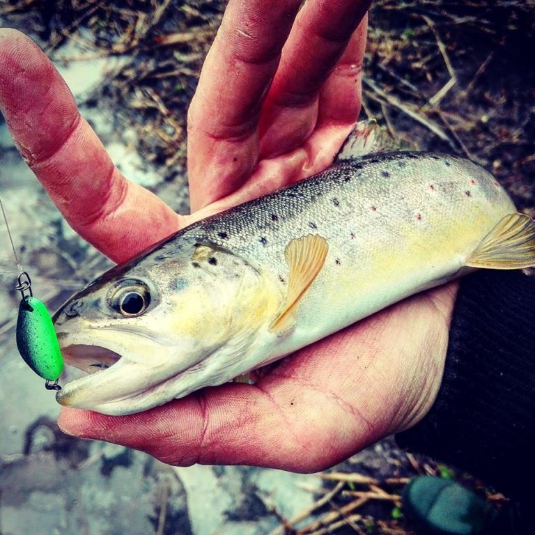 trout..jpg