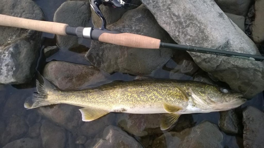 WP_20160319_004.jpg