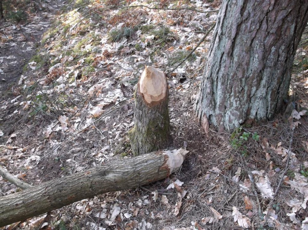 DSCF0750.JPG
