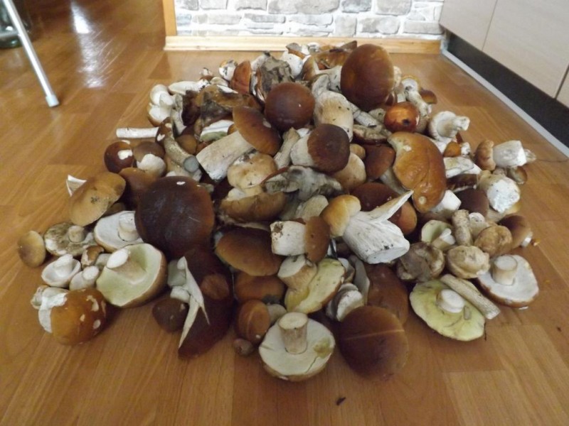 grybai 2013 002.JPG