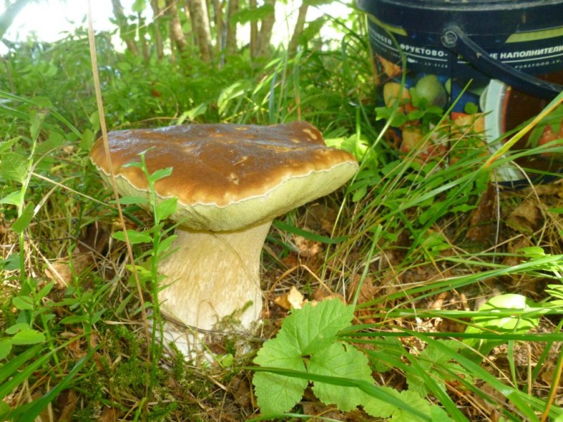 P1050169.JPG