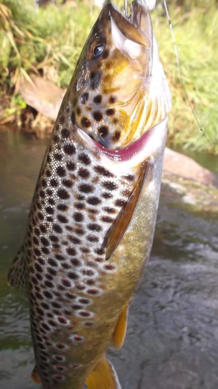 DSCF1732.JPG