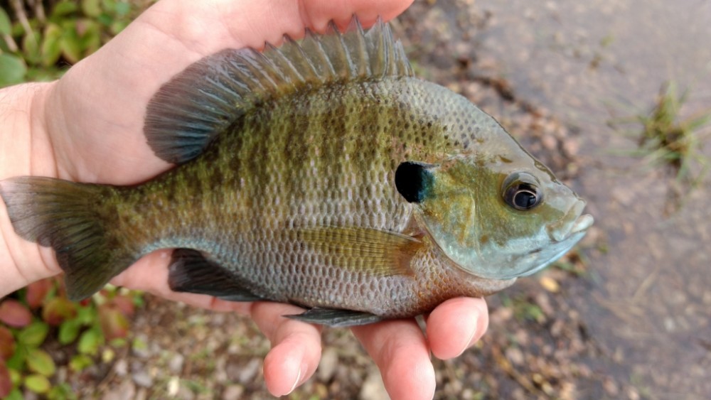 08 - IMG_20170806 - Bluegill.jpg