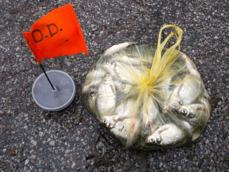DSCF2254.jpg