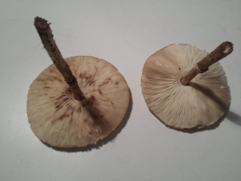 20130815_212822.jpg