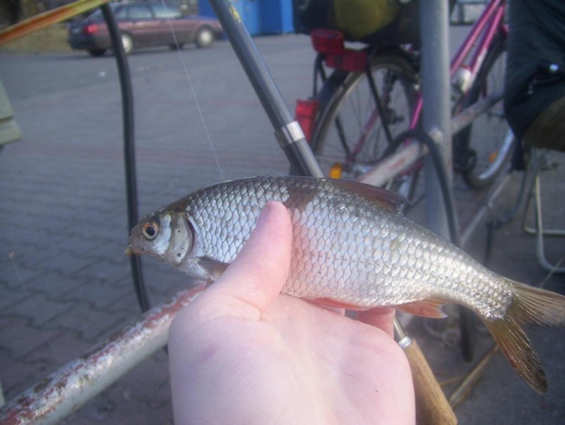 100_3284.JPG
