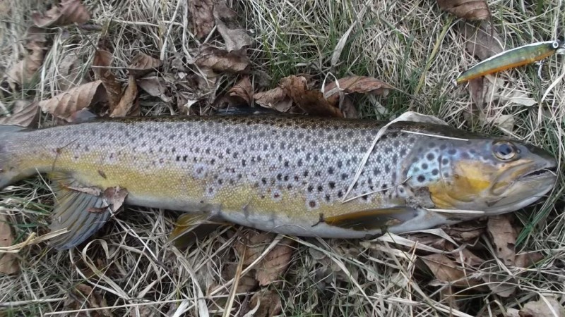 DSCF2291.JPG