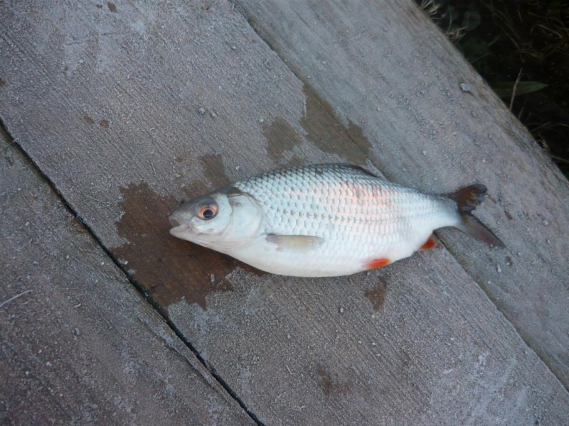 P1000679.JPG