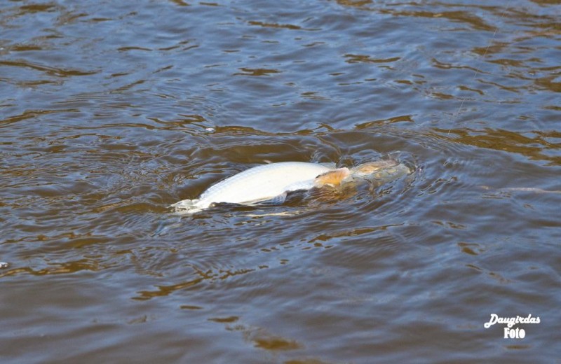DSC_0809.jpg