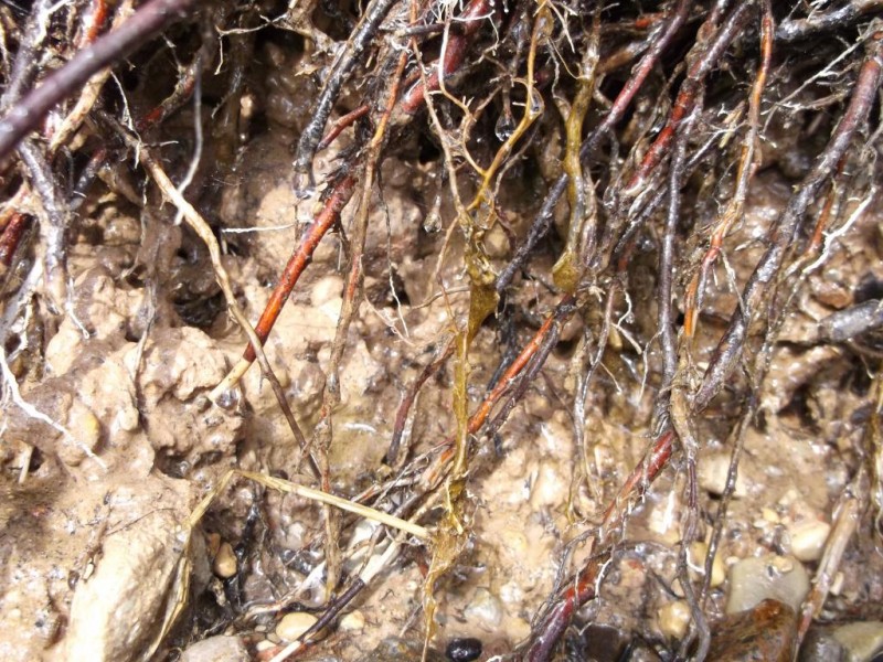 DSCF2400.jpg