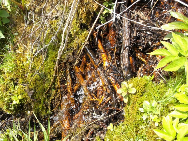 DSCF2408.jpg