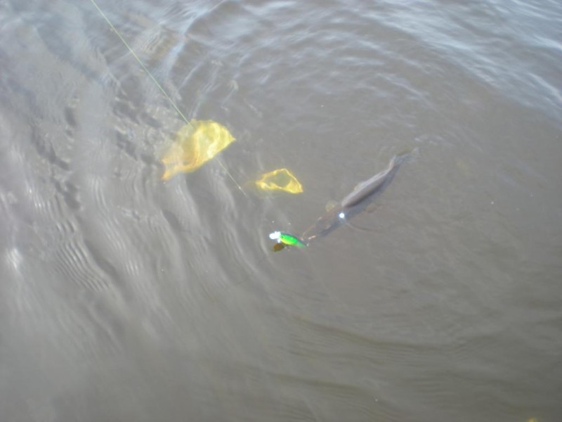 DSCN4459.JPG