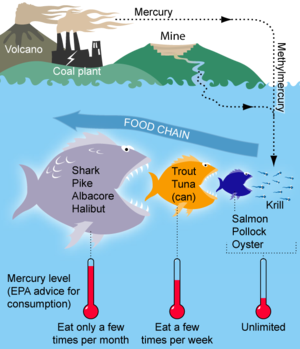 300px-MercuryFoodChain-01.png