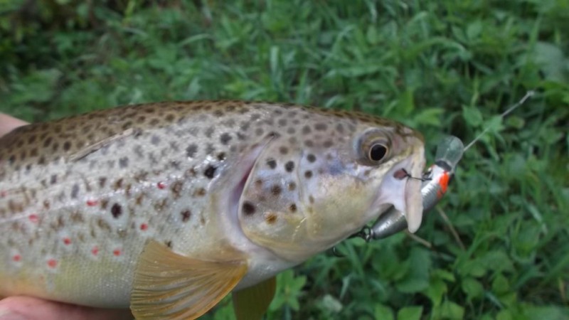 DSCF2517.JPG