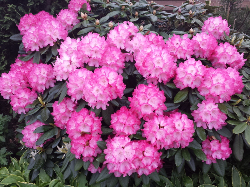 Rododendrai.jpg